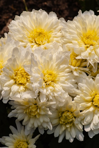 白色和黄色的插花
